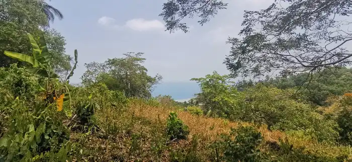 Great 6.5 RAI jungle land with sea view